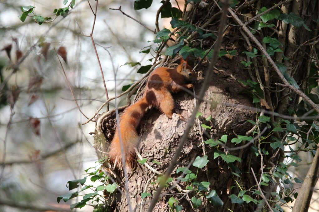 Ein Eichhörnchen klettert an einem efeubewachsenen Baumstamm