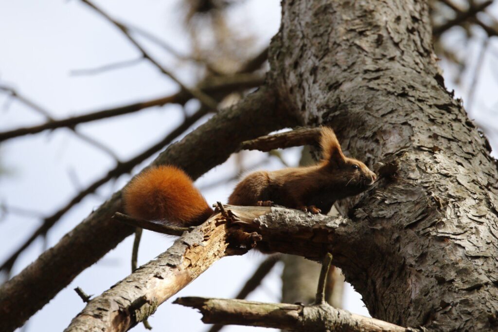 Ein Eichhörnchen läuft über einen Ast