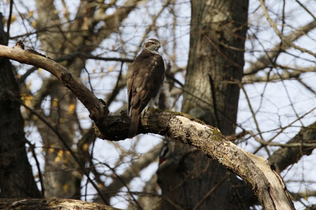 Ein Greifvogel sitzt auf einem geschwungenen Ast zwischen kahlen Bäumen