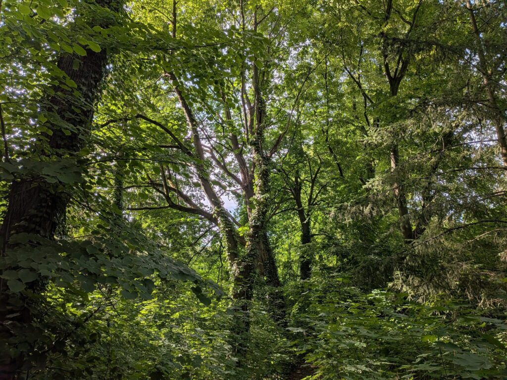 Dichtes Grün und hohe, efeuberankte Laubbäume im Emmauswald