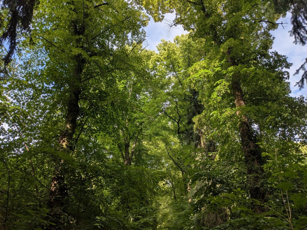Blick in die hohen Baumkronen mit etwas blauem Himmel