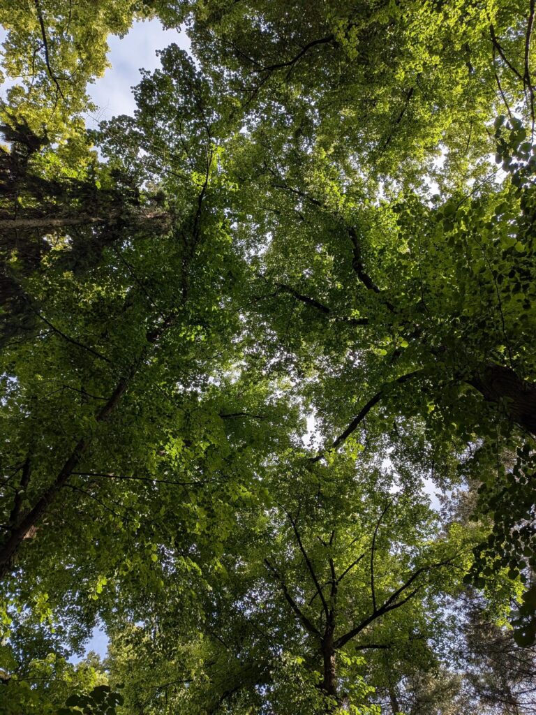 Blick nach oben in das dichte grüne Blätterdach