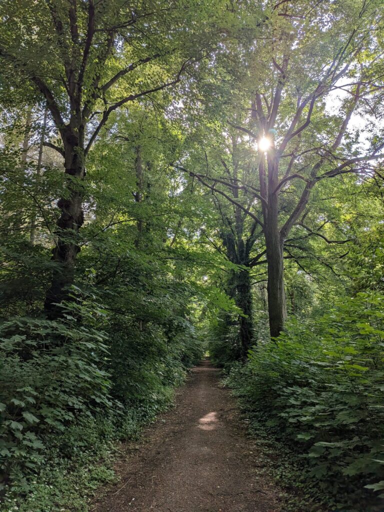 Ein schmaler Weg führt geradeaus durch den Wald, die Sonne scheint durch die Bäume