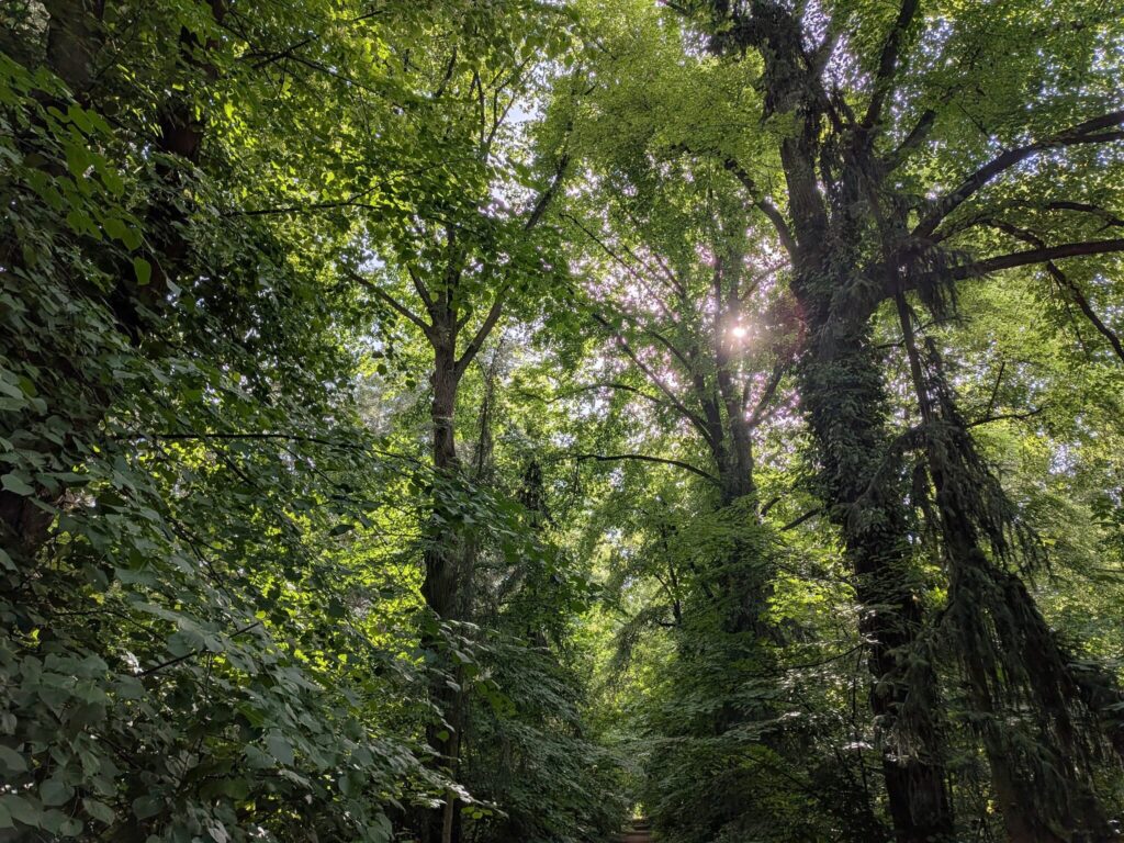 Sonnenlicht fällt durch hohe, efeubewachsene Bäume