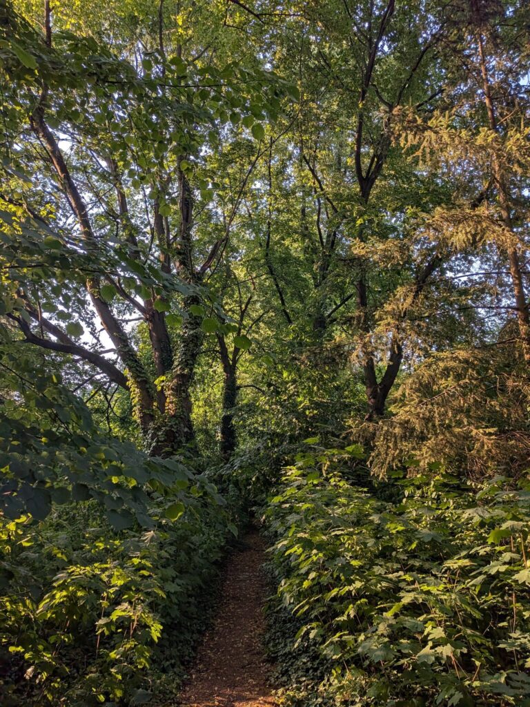 Ein schmaler Pfad zwischen Bäumen mit ersten herbstlichen Blättern