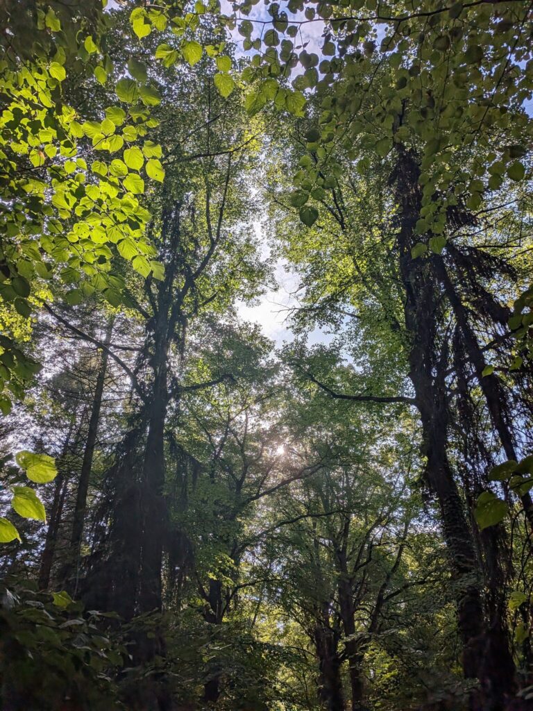 Hohe Bäume ragen in den Himmel, die Sonne blinzelt durch die Blätter