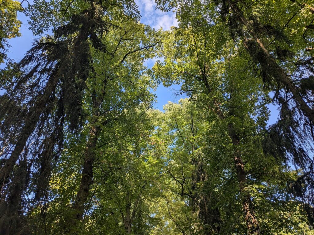Hohe Bäume vor blauem Himmel