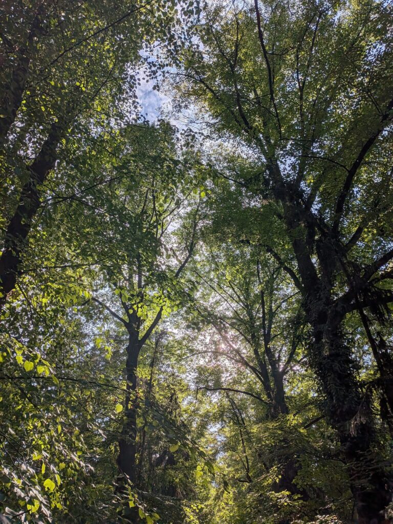 Blick nach oben zwischen hohen Bäumen